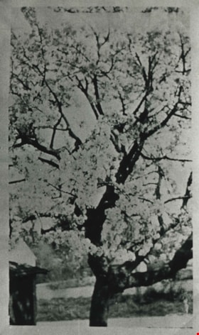 Royal Anne cherry tree, 1920 (date of original), copied 1986 thumbnail