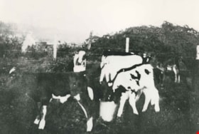 Phillips Dairy Farm, [192-] (date of original), copied 1986 thumbnail