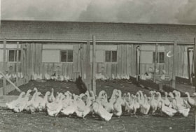 Poultry farm, 1930 (date of original), copied 1986 thumbnail