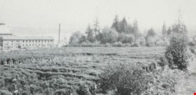 Price Strawberry farm, 1920 (date of original), copied 1986 thumbnail