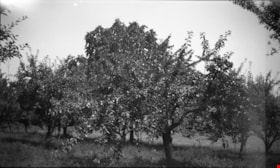 Grove of apple trees, [1950] thumbnail