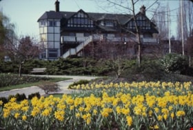 Burnaby Art Gallery daffodil gardens, April 1983 thumbnail