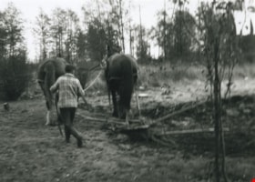 Horse-drawn plough at work, [1961 or 1962] thumbnail