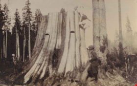 Large stump, [192-] thumbnail