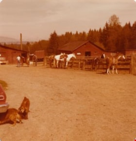 Lubbock's farm yard, 1977 thumbnail