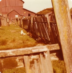 Chicken at Lubbock's farm, 1977 thumbnail