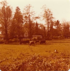 Cattle at Canada Way, 1977 thumbnail