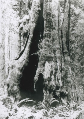 50-Foot High Stump, 1936 (date of original), copied 1992 thumbnail