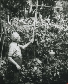 Tom Cornforth measuring peas, [196-] (date of original), copied 1992 thumbnail