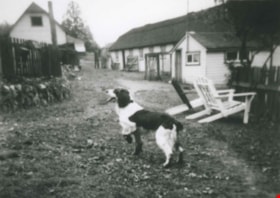Dog at Sperling and Broadway, [193-?] (date of original), copied 1992 thumbnail