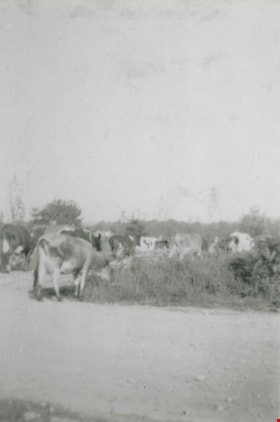 Herd of Cows, [191-?] (date of original), copied 1992 thumbnail