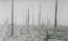 Fraser Scrubland and burnt timber, [between 1911 and 1919] thumbnail