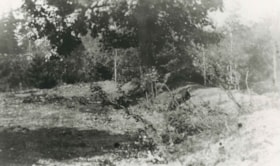 Copse of trees, 1912 (date of original), copied [1997] thumbnail