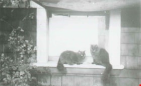 Cats at 3424 Olive Avenue, [ca. 1937] (date of original), copied 1991 thumbnail
