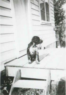 Rocky the dog, 1946 (date of original), copied 1991 thumbnail