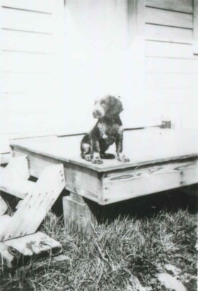 Rocky the dog, 1946 (date of original), copied 1991 thumbnail