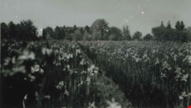 Hart House flowers, [between 1930 and 1934] (date of original), copied 1991 thumbnail