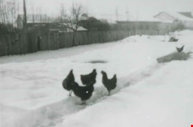 Chickens in the snow, [1941] (date of original), copied 1991 thumbnail