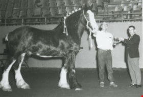Oakalla Clydesdale horse, [1958] (date of original), copied 1991 thumbnail