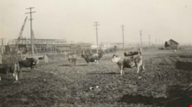 Cows in the field at the Nicholson Farm, 1933 thumbnail