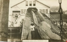 A Good Size Log, Barnet B.C, [1907] thumbnail