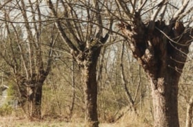 Trees in the Park, [1990] thumbnail