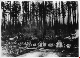 Gilley Brothers Logging team, [1895]. . thumbnail