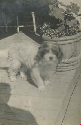 Dog on step, [1905] thumbnail