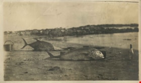 Fish on the beach, [1910] thumbnail