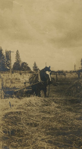 Tom pulling a hay rake, [1905] thumbnail