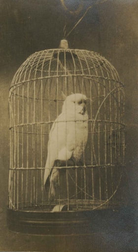 Bird in cage onboard HMS New Zealand, 1913 thumbnail