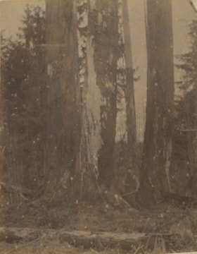 Timber near Deer Lake, [1905] thumbnail