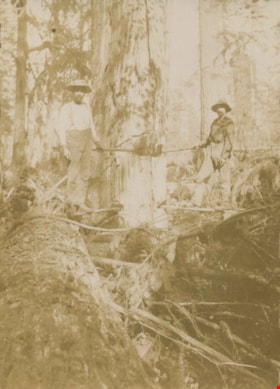 Men sawing a tree, [1900] thumbnail