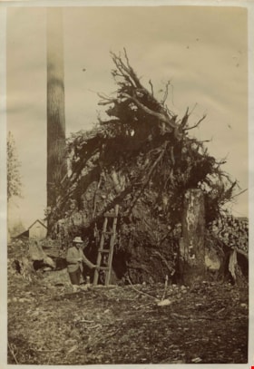 Claude Hill beside a large felled tree, 1900 thumbnail