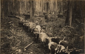 Clearing land with a team of oxen, 1890 thumbnail