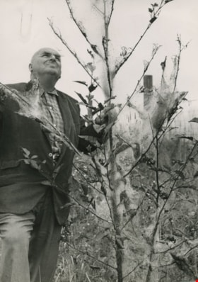 William Hawley surveys tree destruction, 1962, published September 8, 1962 thumbnail