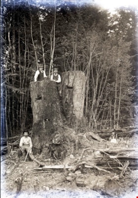 Clearing land, [1910 or 1911] thumbnail