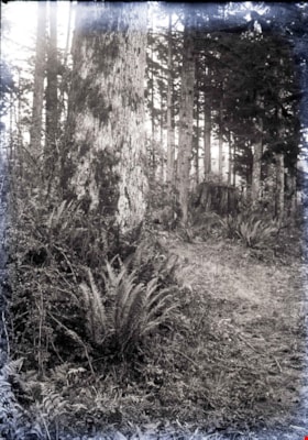 Treed area, [between 1910 and 1914] thumbnail