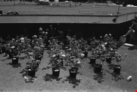 Potted flowering plants, 1978 thumbnail