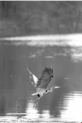 Great Blue Heron in Deer Lake Park, March 5, 1995 thumbnail