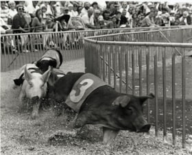 Pig Races, August 24, 1997 thumbnail