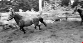 Horse and Dog, July 22, 1998 thumbnail