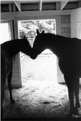 Horses, July 22, 1998 thumbnail