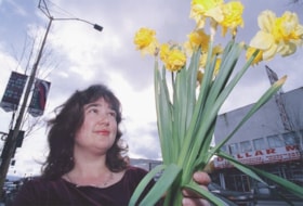 Burnaby Heights Merchants Association daffodils, [2002] thumbnail