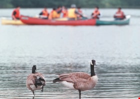 Canada geese at Deer Lake, [2000] thumbnail