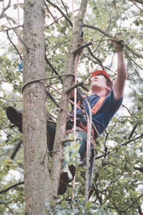 Arborists in a forest, [1999] thumbnail