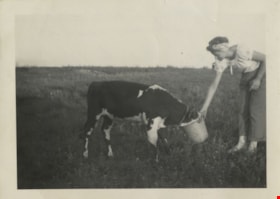 Lillian feeding a calf from a bucket, July 1949 thumbnail