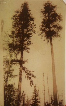 Trees, [193-] (date of original), digitally copied 2012 thumbnail