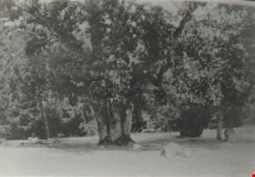 Three oaks, [between 1925 and 1940] thumbnail