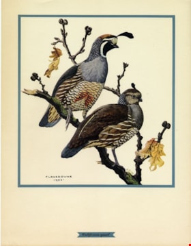 California quail, [1956] thumbnail